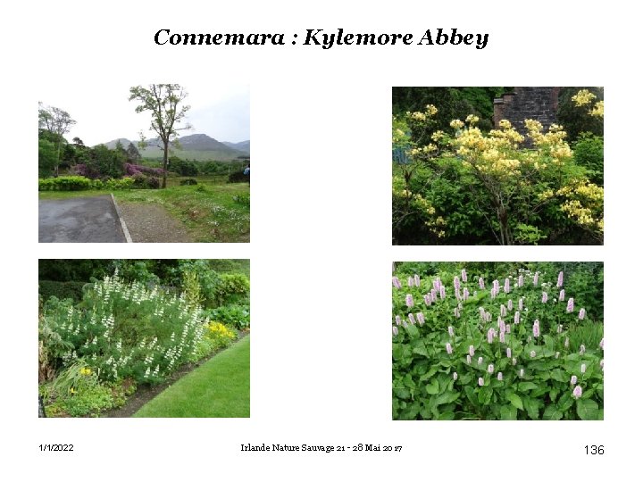 Connemara : Kylemore Abbey 1/1/2022 Irlande Nature Sauvage 21 - 28 Mai 2017 136