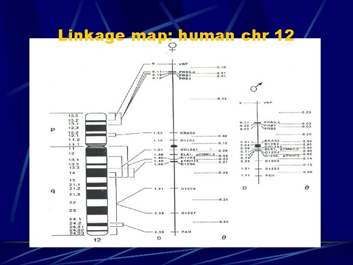 Linkage map: human chr 12 