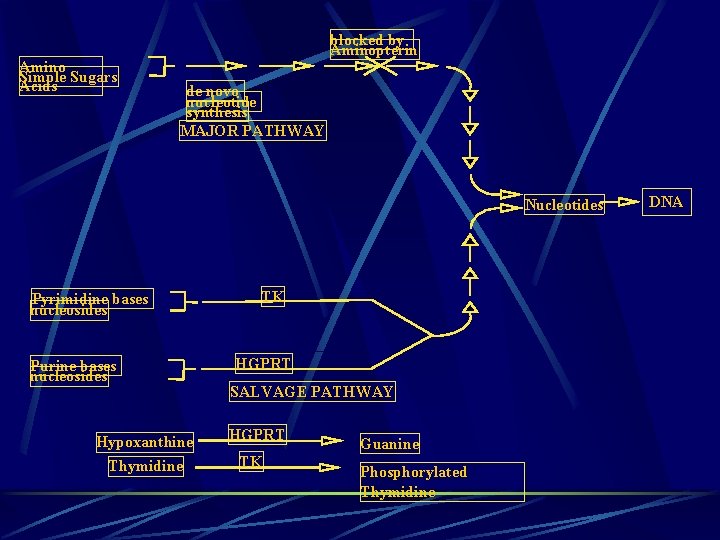 Amino Simple Sugars Acids blocked by Aminopterin de novo nucleotide synthesis MAJOR PATHWAY Nucleotides