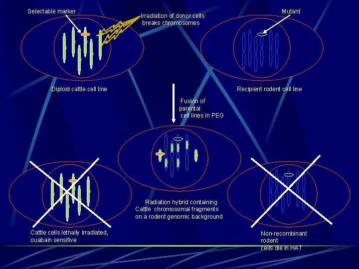 Selectable marker Irradiation of donor cells breaks chromosomes Diploid cattle cell line Mutant Recipient