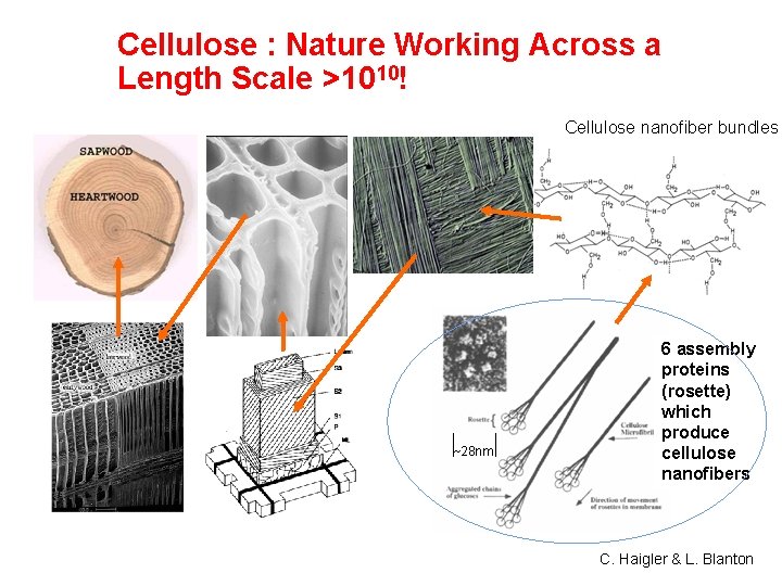 Cellulose : Nature Working Across a Length Scale >1010! Cellulose nanofiber bundles ~28 nm