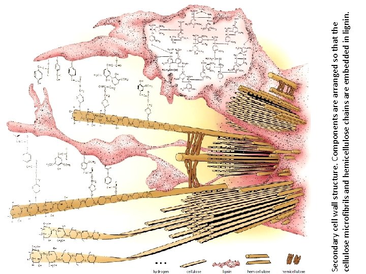 Secondary cell wall structure. Components are arranged so that the cellulose microfibrils and hemicellulose