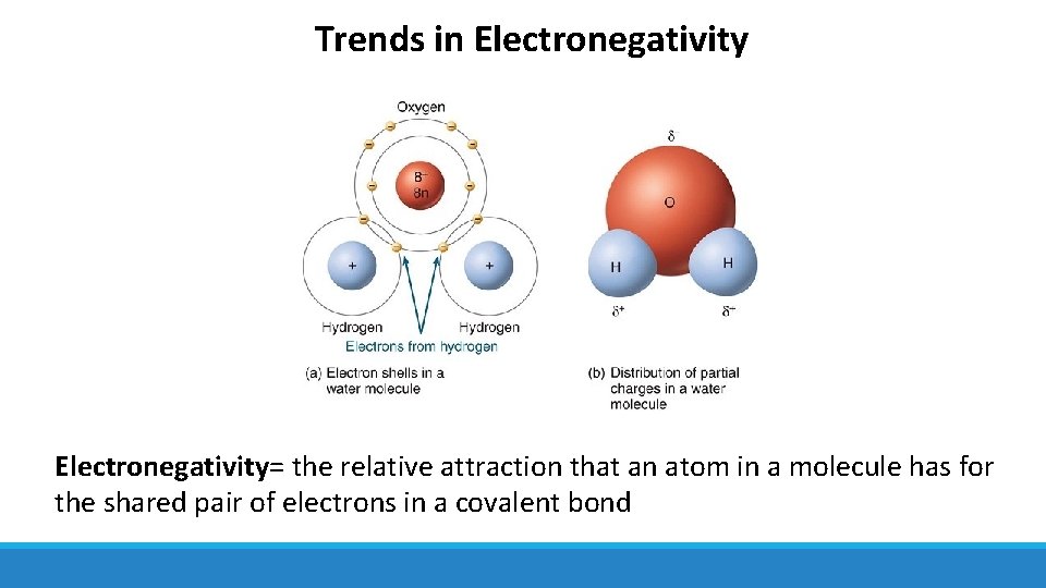 Trends in Electronegativity= the relative attraction that an atom in a molecule has for