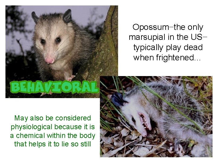 Opossum−the only marsupial in the US− typically play dead when frightened… May also be