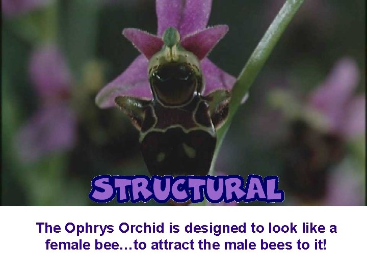 The Ophrys Orchid is designed to look like a female bee…to attract the male