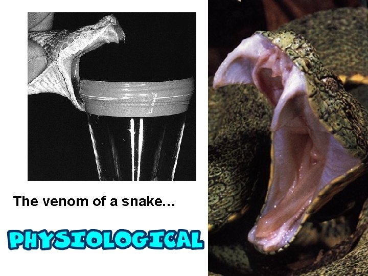 The venom of a snake… 