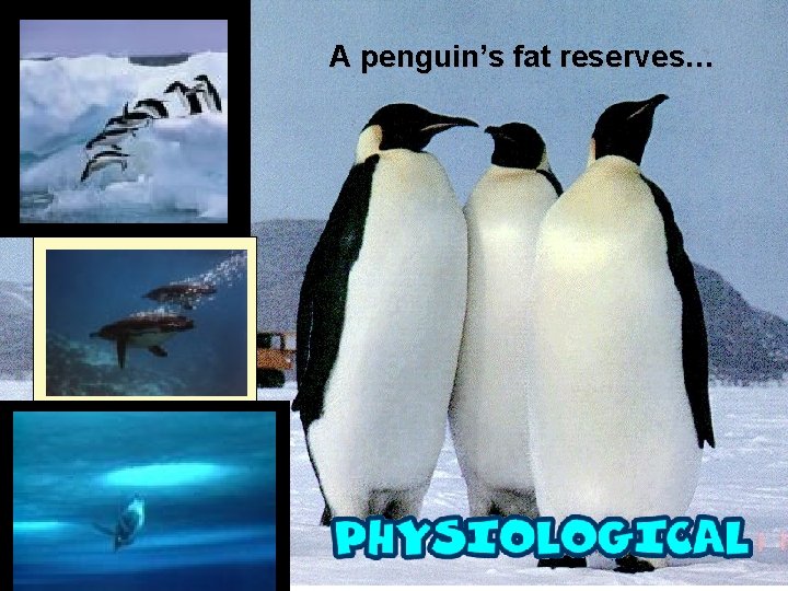 A penguin’s fat reserves… 