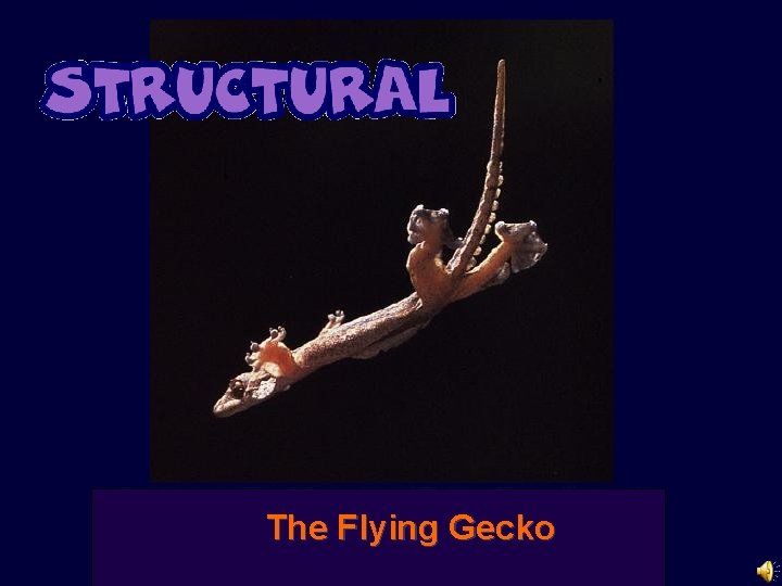 The Flying Gecko 