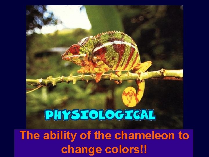 The ability of the chameleon to change colors!! 