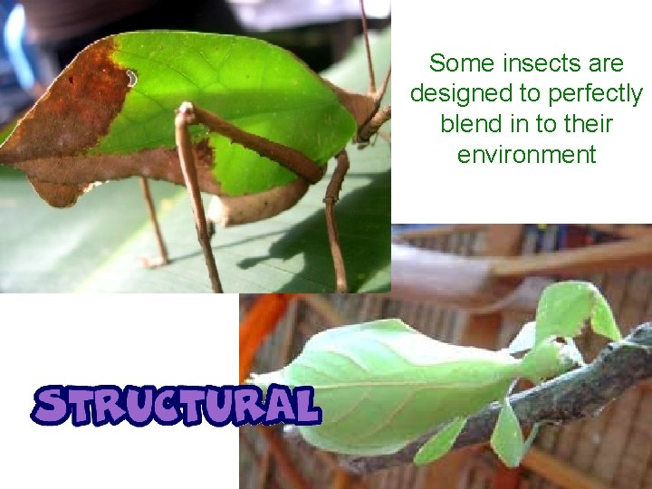 Some insects are designed to perfectly blend in to their environment 