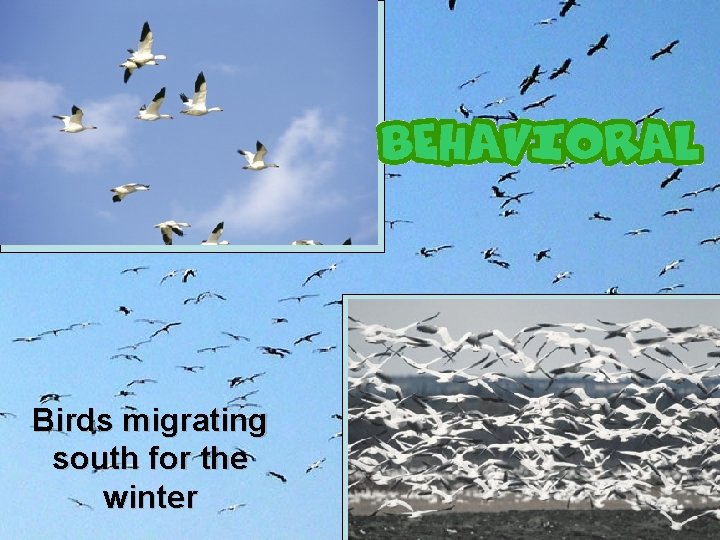 Birds migrating south for the winter 