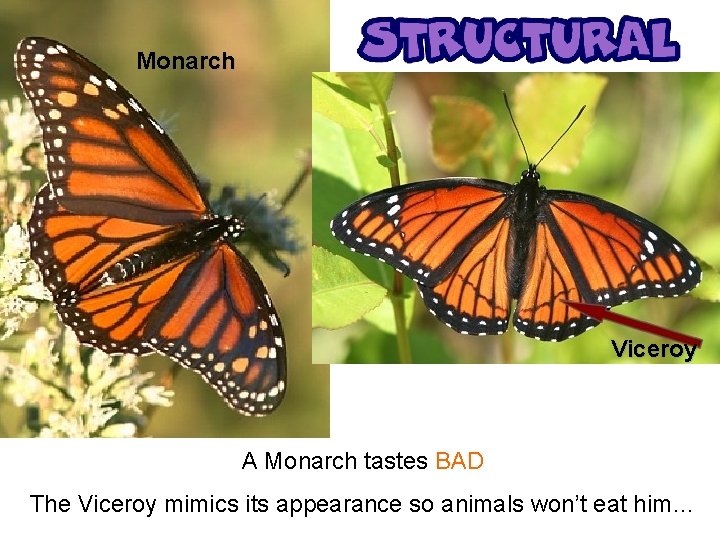 Monarch Viceroy A Monarch tastes BAD The Viceroy mimics its appearance so animals won’t