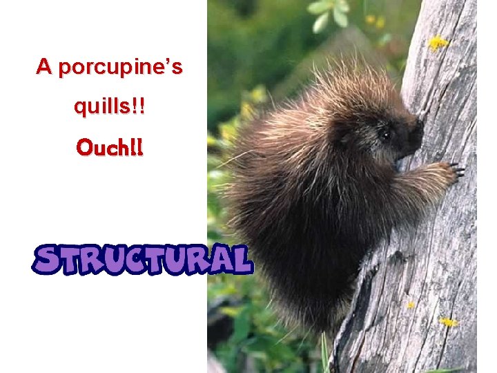 A porcupine’s quills!! Ouch!! 