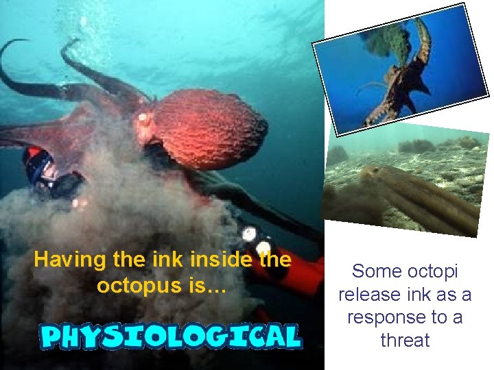 Having the ink inside the octopus is… Some octopi release ink as a response