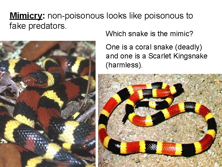 Mimicry: non-poisonous looks like poisonous to fake predators. Which snake is the mimic? One