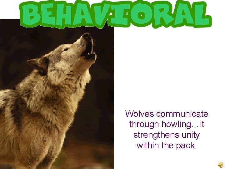 Wolves communicate through howling…it strengthens unity within the pack. 