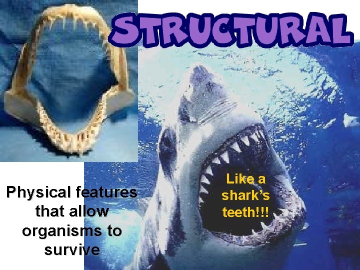 Physical features that allow organisms to survive Like a shark’s teeth!!! 