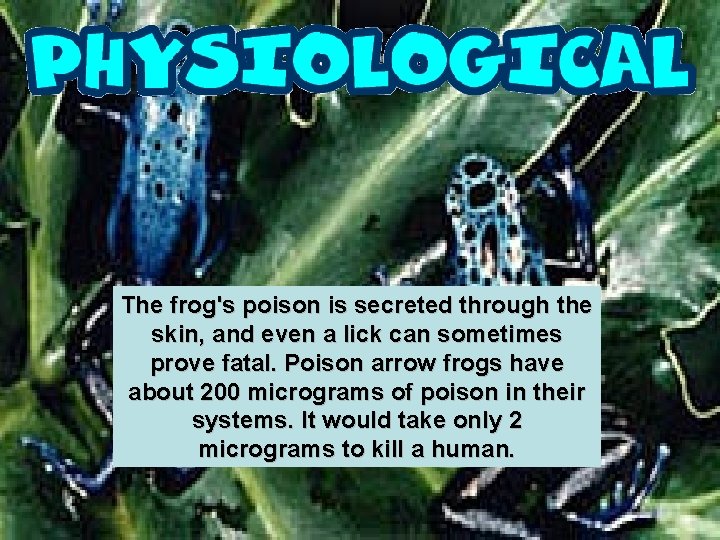 The frog's poison is secreted through the skin, and even a lick can sometimes