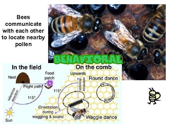Bees communicate with each other to locate nearby pollen 