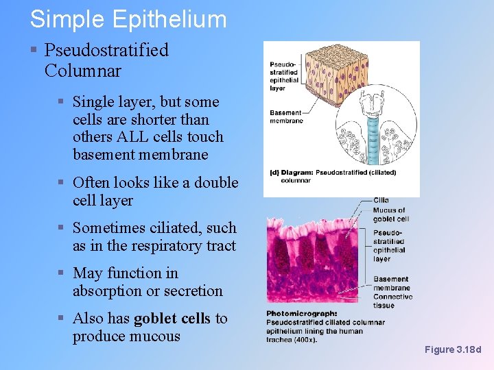 Simple Epithelium § Pseudostratified Columnar § Single layer, but some cells are shorter than