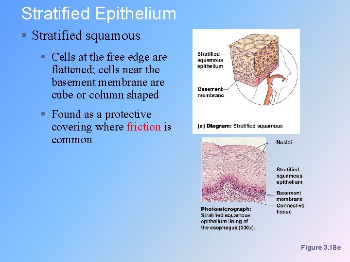 Stratified Epithelium § Stratified squamous § Cells at the free edge are flattened; cells