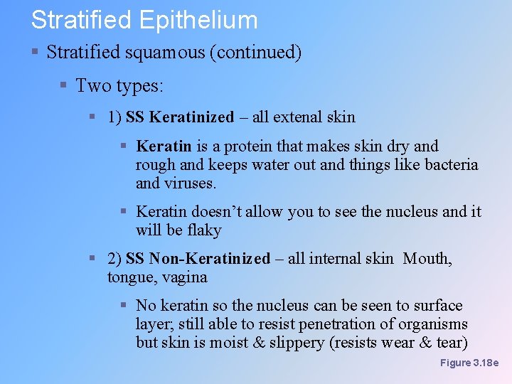 Stratified Epithelium § Stratified squamous (continued) § Two types: § 1) SS Keratinized –