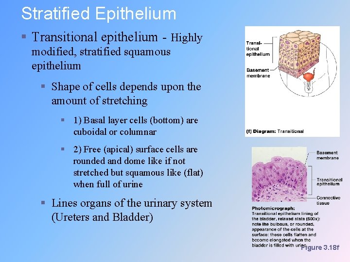 Stratified Epithelium § Transitional epithelium - Highly modified, stratified squamous epithelium § Shape of