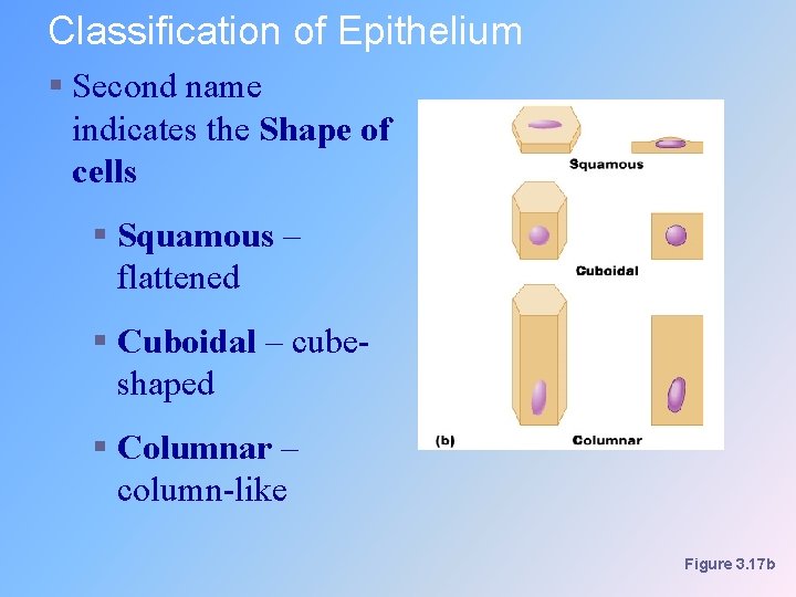 Classification of Epithelium § Second name indicates the Shape of cells § Squamous –