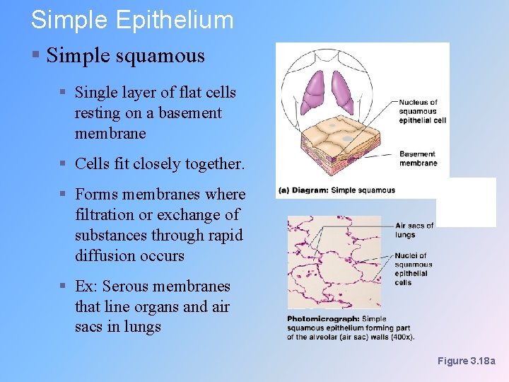Simple Epithelium § Simple squamous § Single layer of flat cells resting on a