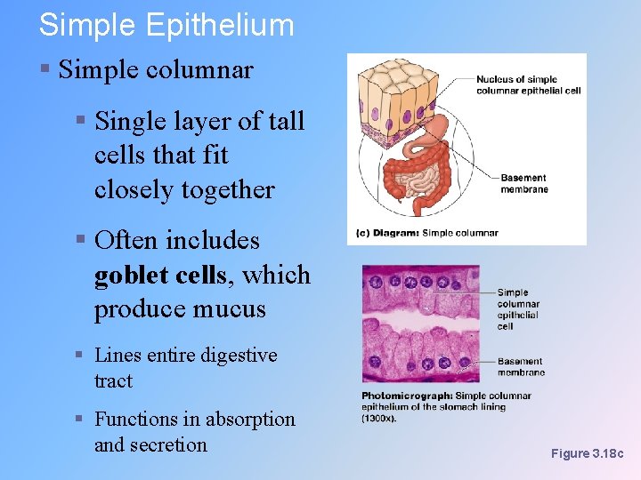 Simple Epithelium § Simple columnar § Single layer of tall cells that fit closely