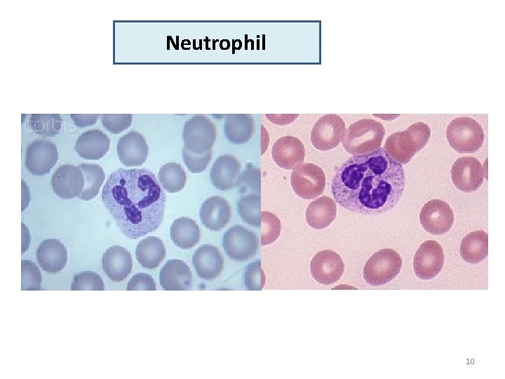 Neutrophil 10 