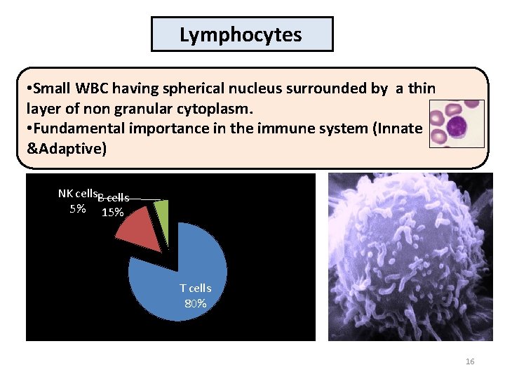 Lymphocytes • Small WBC having spherical nucleus surrounded by a thin layer of non