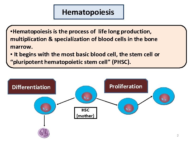 Hematopoiesis • Hematopoiesis is the process of life long production, multiplication & specialization of