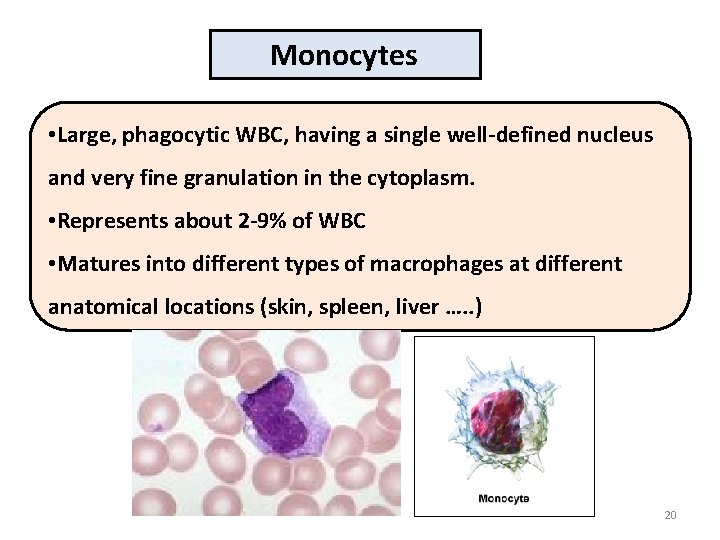 Monocytes • Large, phagocytic WBC, having a single well-defined nucleus and very fine granulation