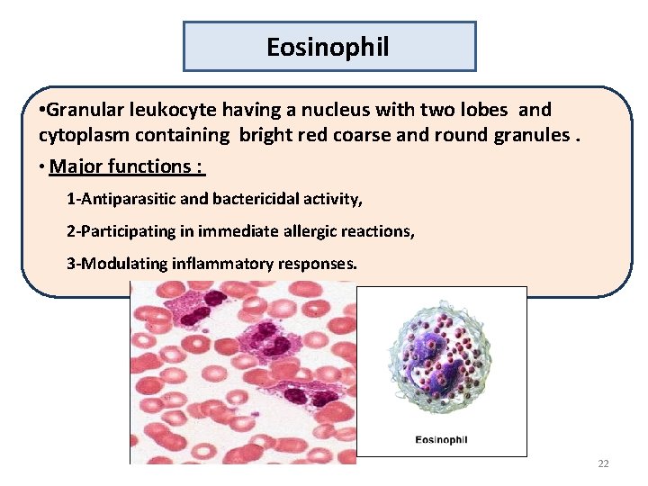 Eosinophil • Granular leukocyte having a nucleus with two lobes and cytoplasm containing bright
