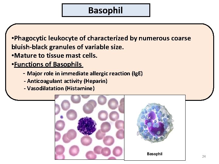 Basophil • Phagocytic leukocyte of characterized by numerous coarse bluish-black granules of variable size.