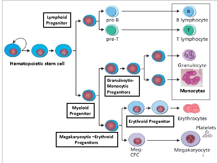 Lymphoid Progenitor Hematopoietic stem cell Granulocytic. Monocytic Progenitors Monocytes Myeloid Progenitor Erythroid Progenitor Megakaryocytic