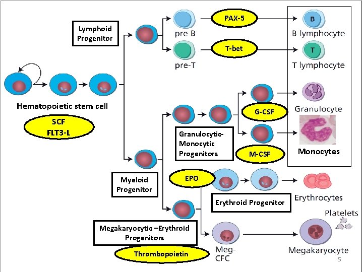 PAX-5 Lymphoid Progenitor T-bet Hematopoietic stem cell G-CSF SCF FLT 3 -L Granulocytic. Monocytic