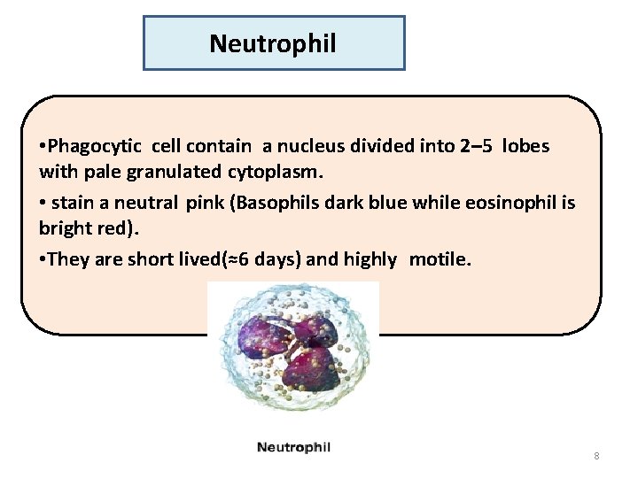 Neutrophil • Phagocytic cell contain a nucleus divided into 2– 5 lobes with pale
