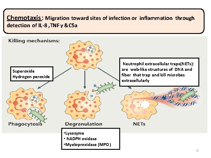 Chemotaxis: Migration toward sites of infection or inflammation through detection of IL-8 , TNF