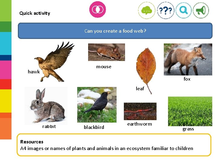 Quick activity Can you create a food web? mouse hawk fox leaf rabbit blackbird