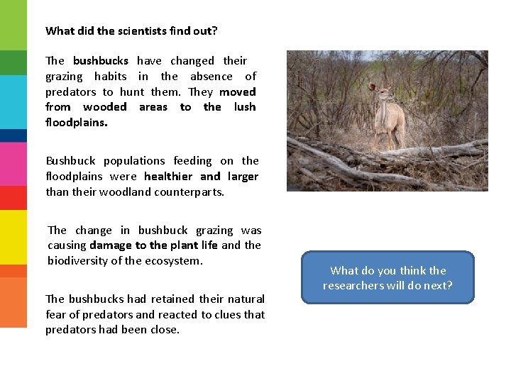 What did the scientists find out? The bushbucks have changed their grazing habits in