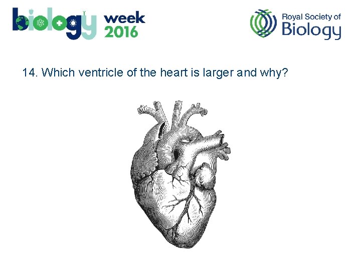 14. Which ventricle of the heart is larger and why? 