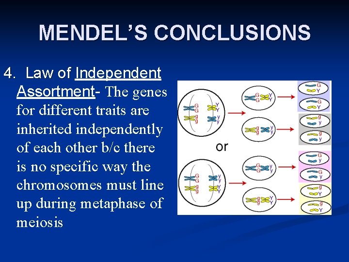 MENDEL’S CONCLUSIONS 4. Law of Independent Assortment- The genes for different traits are inherited
