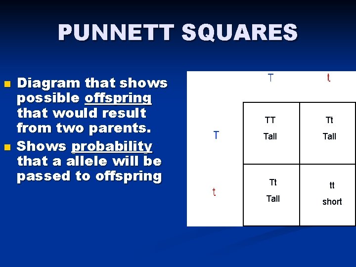 PUNNETT SQUARES n n Diagram that shows possible offspring that would result from two