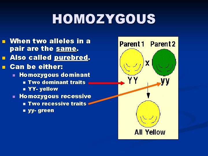 HOMOZYGOUS n n n When two alleles in a pair are the same. Also