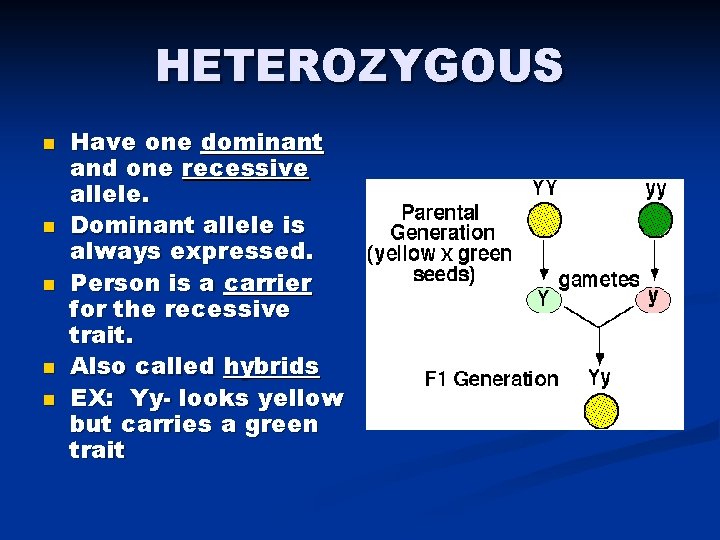 HETEROZYGOUS n n n Have one dominant and one recessive allele. Dominant allele is