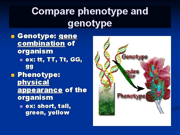 Compare phenotype and genotype n Genotype: gene combination of organism n n ex: tt,