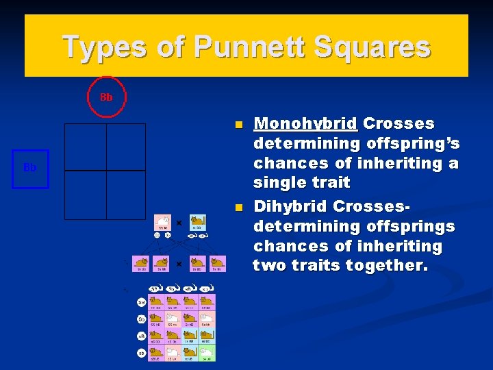 Types of Punnett Squares n n Monohybrid Crosses determining offspring’s chances of inheriting a