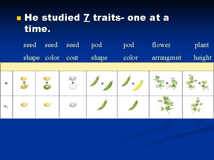 n He studied 7 traits- one at a time. seed shape color coat pod